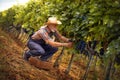 Senior winemaker collecting grapes into the wicker basket