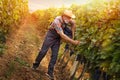 Senior winemaker harvesting grape