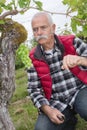 Senior winemaker inspecting vineyard