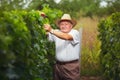 Senior winemaker in vineyard