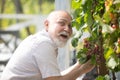 Senior winemaker with wine grapes, harvesting on the vineyard.