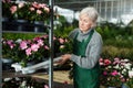 Senior woman arranging flowers in plant shop Royalty Free Stock Photo