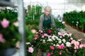 Senior woman arranging flowers in plant shop Royalty Free Stock Photo