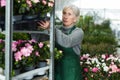 Senior woman arranging flowers in plant shop Royalty Free Stock Photo