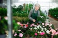 Senior woman arranging flowers in plant shop Royalty Free Stock Photo