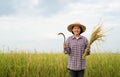 Senior woman in checkered shirt wear hat holding sickle with cut rice in hand, a happy farmer is harvesting in paddy field