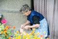 Senior woman cleaning and washing freshly slaughtered chicken. Royalty Free Stock Photo