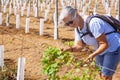 A senior woman controls the sprouts of the new vineyard smiling proud - active retired elderly people with white hair in