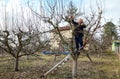 Senior woman is cutting branches, pruning fruit trees with shears in apiary Royalty Free Stock Photo