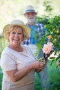 Senior woman cutting flower with pruning shears Royalty Free Stock Photo