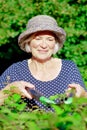 Senior woman cutting hedge summer Royalty Free Stock Photo