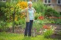 Senior woman doing some gardening in her lovely garden