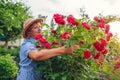 Senior woman enjoying flowers in garden. Middle-aged woman smelling hugging roses bush. Gardening concept Royalty Free Stock Photo