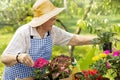 Senior woman examining flowers in garden Royalty Free Stock Photo