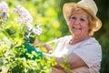 Senior woman examining flowers in garden Royalty Free Stock Photo