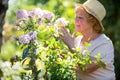 Senior woman examining flowers in garden Royalty Free Stock Photo