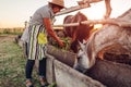 Senior woman farmer feeding horses with grass on farm yard at sunset. Cattle eating and walking outdoors Royalty Free Stock Photo