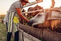 Senior woman farmer feeding horses with grass on farm yard at sunset. Cattle eating and walking outdoors Royalty Free Stock Photo