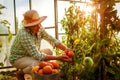 Senior woman farmer gathering crop of tomatoes at greenhouse on farm. Farming, gardening concept