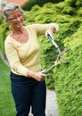 Senior woman, garden hedge and scissors with smile for spring landscaping, nature and leaves in backyard. Elderly lady Royalty Free Stock Photo