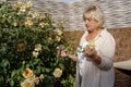 Senior woman with garden pruners cuts off dry buds. Care of plants in the garden. Royalty Free Stock Photo