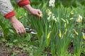 Senior woman gardener, florist picks narcissus flowers in spring organic farm, using pruner. Home gardening concept. Royalty Free Stock Photo