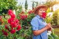Senior woman gardener gathering roses flowers in garden. Middle-aged woman smelling pink roses. Gardening hobby concept Royalty Free Stock Photo