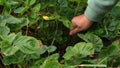 senior woman gardener remove old, useless, dried, unhealthy leaves, strawberry stolon, kind, runners