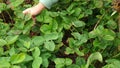 senior woman gardener remove old, useless, dried, unhealthy leaves, strawberry stolon, kind, runners