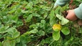 senior woman gardener remove old, useless, dried, unhealthy leaves, strawberry stolon, kind, runners