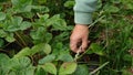 senior woman gardener remove old, useless, dried, unhealthy leaves, strawberry stolon, kind, runners