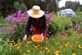 Senior woman gardener wirh straw hat picking marigold calendula flowers Royalty Free Stock Photo