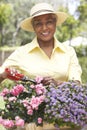 Senior Woman Gardening Royalty Free Stock Photo