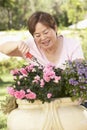 Senior Woman Gardening Royalty Free Stock Photo