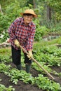 Senior woman gardening Royalty Free Stock Photo