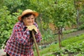 Senior woman gardening Royalty Free Stock Photo