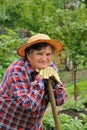 Senior woman gardening Royalty Free Stock Photo