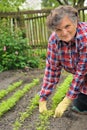 Senior woman gardening Royalty Free Stock Photo