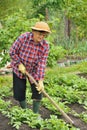 Senior woman gardening Royalty Free Stock Photo