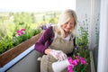 Senior woman gardening on balcony in summer, watering plants.