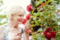 Senior woman gardening cutting her roses