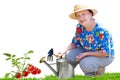 Senior woman gardening fresh tomato