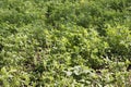 Senior woman with gardening tool works with hands in her garden during spring planting of crops on freshly plowed soil Royalty Free Stock Photo