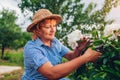 Senior woman gathering flowers in garden. Elderly retired woman cutting peonies with pruner. Gardener enjoying hobby