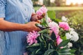 Senior woman gathering flowers in garden. Elderly retired woman cutting peonies with pruner