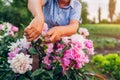 Senior woman gathering flowers in garden. Elderly retired woman cutting peonies with pruner