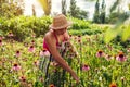 Senior woman gathering flowers in garden. Elderly woman taking care of Echinacea or coneflower. Summer gardening