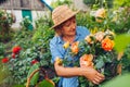 Senior woman gathering flowers in garden. Happy woman smelling and cutting roses off with pruner. Summer gardening Royalty Free Stock Photo