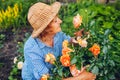 Senior woman gathering flowers in garden. Middle-aged woman smelling and cutting roses off. Gardening concept Royalty Free Stock Photo