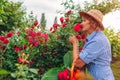 Senior woman gathering flowers in garden. Middle-aged woman smelling and cutting roses off. Gardening concept Royalty Free Stock Photo